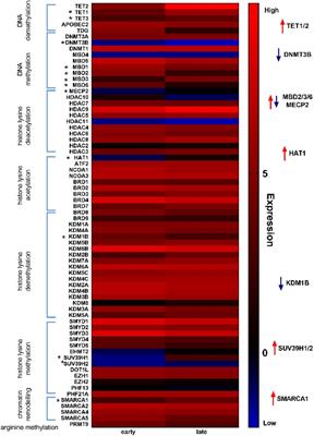 Differential expression of epigenetic modifiers in early and late cardiotoxic heart failure reveals DNA methylation as a key regulator of cardiotoxicity